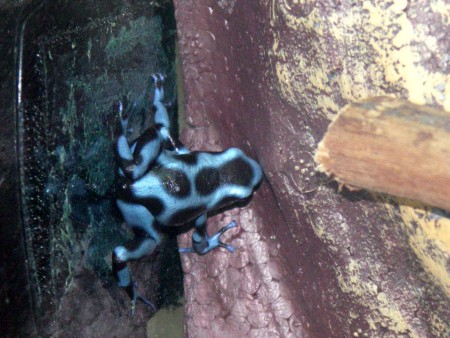 Dendrobates auratus blue - pralesnička batiková